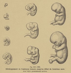 Development of the Human Embryo in the First Three Months of Pregnancy by German School