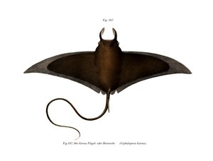 Devil Fish by German School