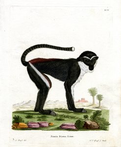 Diana Monkey