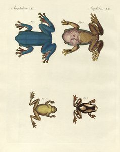 Different Kinds of Foreign Tree Frogs (coloured engraving) by German School