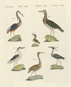 Different kinds of herons by German School