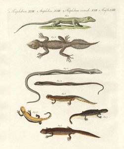 Different kinds of lizards by German School