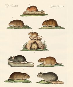 Different Kinds of Mice