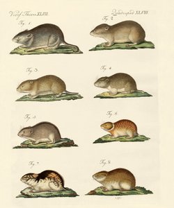 Different Kinds of Mice