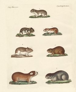 Different Kinds of Mice
