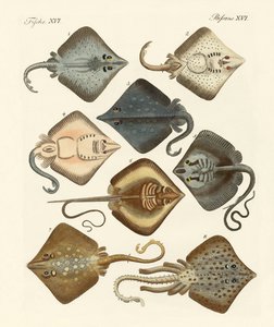 Different Kinds of Rays by German School