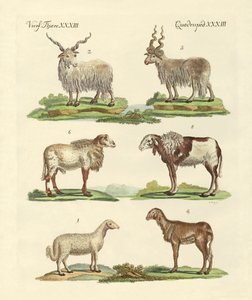 Different Kinds of Sheep