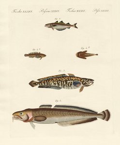 Different Kinds of Shellfish