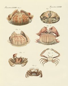 Different kinds of shrimps and crabs by German School