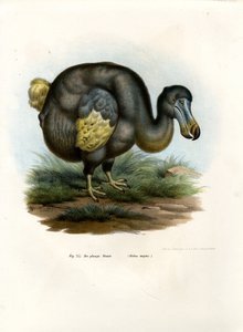 Dodo