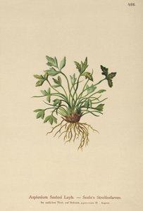 Dolomite Spleenwort