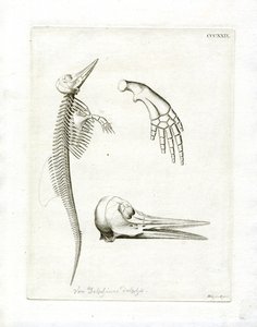 Dolphin Skeleton