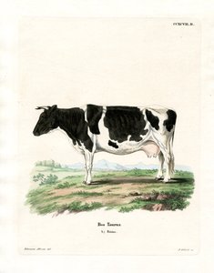 Domestic Cattle
