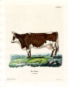Domestic Cattle