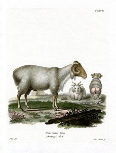 Domestic Sheep
