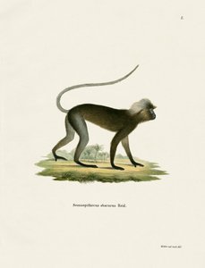 Dusky Leaf Monkey by German School