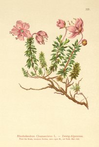 Dwarf Alpenrose