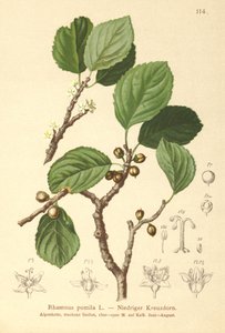 Dwarf Buckthorn