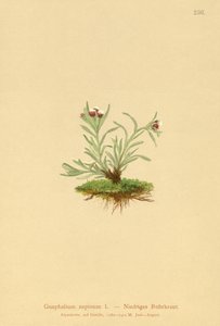 Dwarf Cudweed by German School