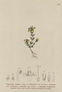 Dwarf Eyebright by German School