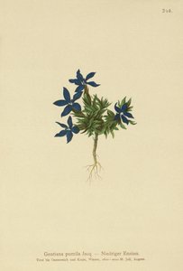 Dwarf Gentian