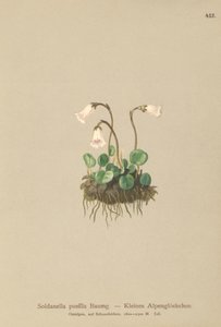 Dwarf Snowbell by German School