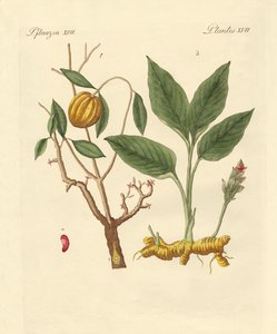 Dye Plants