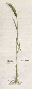 Ear of wheat, from The Herbarium by Leonhart Fuchs, published in Basel, 1555 by German School