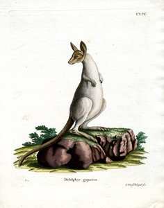 Eastern Grey Kangaroo