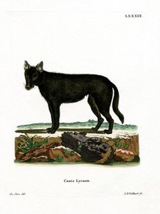 Eastern Timber Wolf