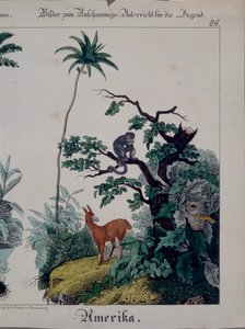 Educational Poster Featuring Flora and Fauna of South America, Right Side, Published by F. Wentzel, Weissenburg, 1840