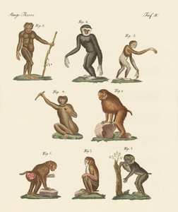Eight Kinds of Monkeys by German School