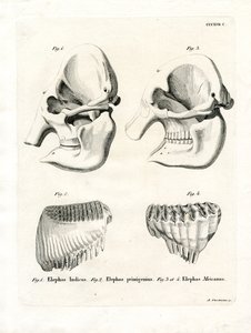 Elephant Skulls by German School