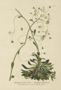Encrusted Saxifrage