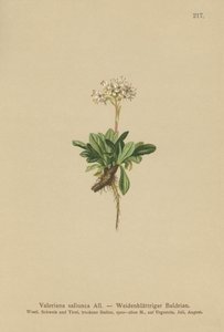 Entire Leaved Valerian