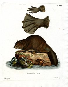 European Beaver by German School
