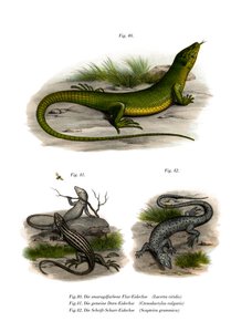 European Green Lizard by German School