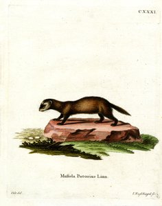 European Polecat