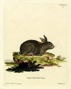 European Rabbit by German School