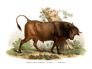 European Cattle