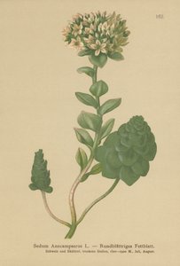 Evergreen Orpine by German School