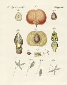 Evolution and reproduction of plants and sleep of the leaves by German School