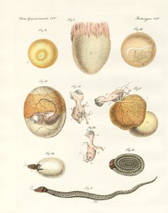 Evolution of hens, pigeons and snake from eggs by German School