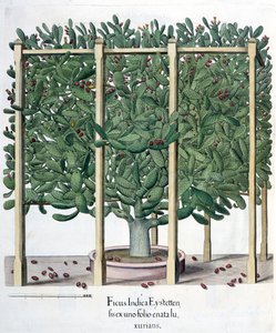 Ficus Indica Eystettensis, from the Hortus Eystettensis by Basil Besler, pub. 1613