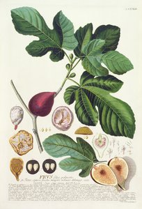 Fig, engraved by Johann Jakob Haid, plate 73 from a botanical book, pub. by Augustus Vind