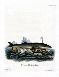 Fin Whale by German School