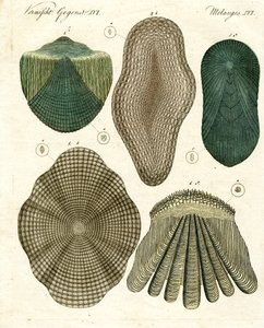 Fish Scales