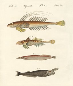Fish with a strange form by German School