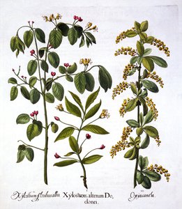Fly Honeysuckle and Hawthorn, from Hortus Eystettensis