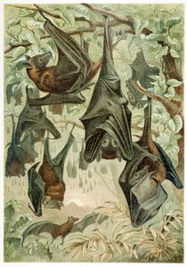 Flying Foxes, from Brehms Tierleben by German School